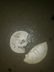 Dendraster excentricus