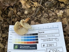 Lentinellus subaustralis