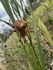 Araneus gemmoides
