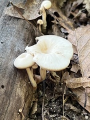 Lentinellus subaustralis