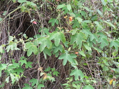 Passiflora subpeltata