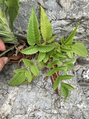 Rubus fraxinifolius