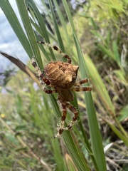 Araneus gemmoides