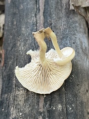 Lentinellus subaustralis