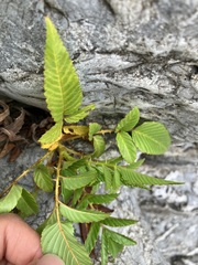 Rubus fraxinifolius