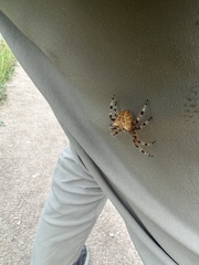 Araneus gemmoides