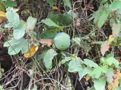 Passiflora subpeltata