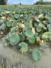 Nelumbo