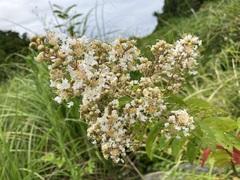 Lagerstroemia subcostata