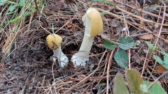 Amanita xylinivolva