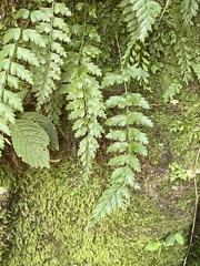 Asplenium cuneatiforme