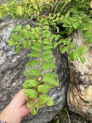 Lagerstroemia subcostata