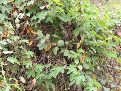 Passiflora subpeltata
