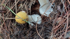 Amanita xylinivolva