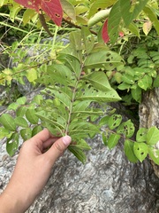 Lagerstroemia subcostata