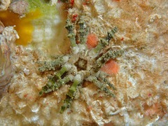 Plococidaris verticillata