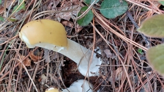 Amanita xylinivolva