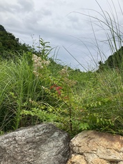 Lagerstroemia subcostata