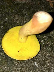 Aureoboletus auriporus