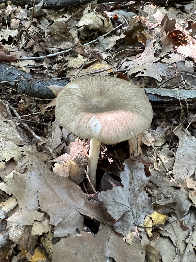 Eastern American Platterful Mushroom from Albert Johnson Rd, Nashville ...