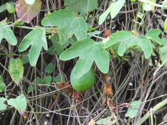 Passiflora subpeltata