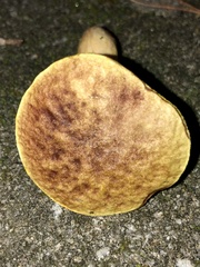 Aureoboletus auriporus