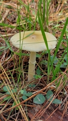 Amanita xylinivolva