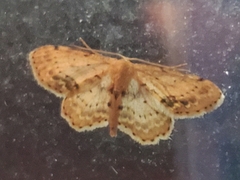 Idaea dimidiata
