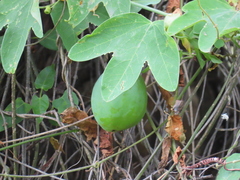 Passiflora subpeltata