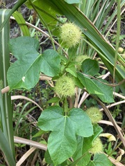 Passiflora vesicaria