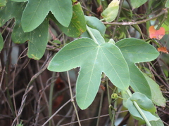 Passiflora subpeltata