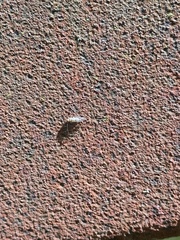 Teliapsocus conterminus