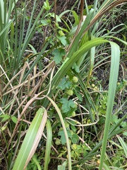 Passiflora vesicaria