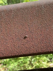 Teliapsocus conterminus