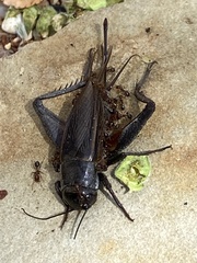 Gryllidae