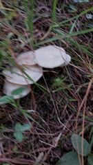 Clitocybe