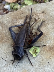 Gryllidae