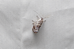 Eupselia carpocapsella