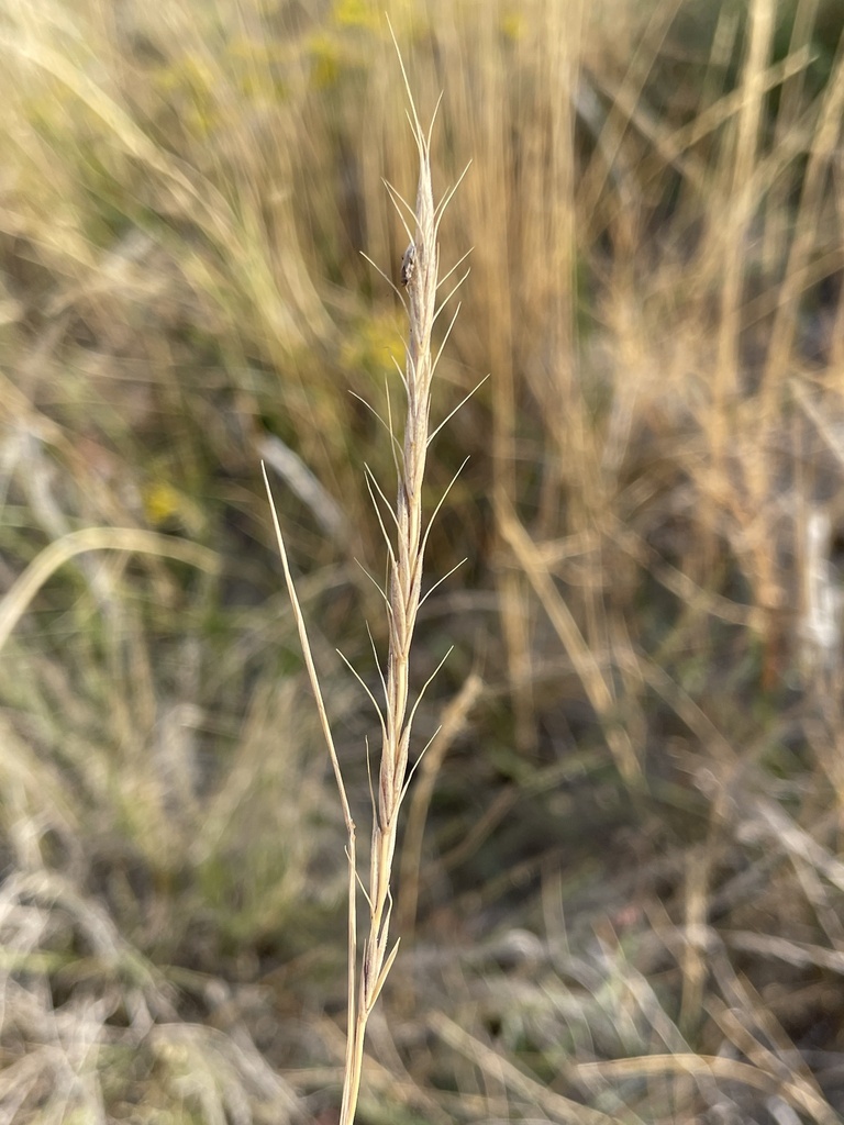 Montana wild rye from Badlands National Park, Wall, SD, US on September ...