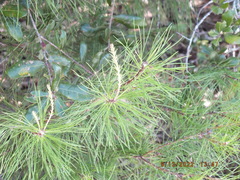 Pinus clausa
