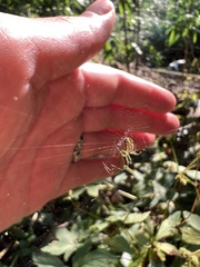 Mangora