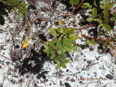 Chapmannia floridana