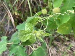 Passiflora vesicaria