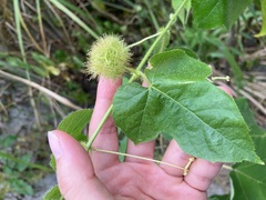 Passiflora vesicaria