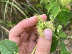 Passiflora vesicaria