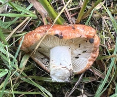 Lactarius olympianus
