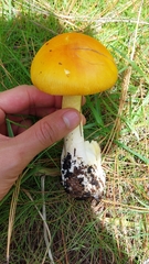 Amanita basii