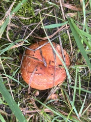 Lactarius olympianus