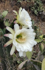 Trichocereus cuzcoensis