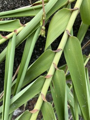Arundo formosana